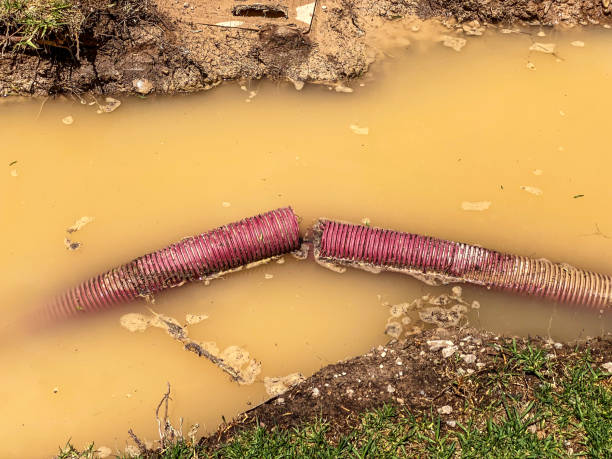 Best Carpet water damage restoration  in Flossmoor, IL